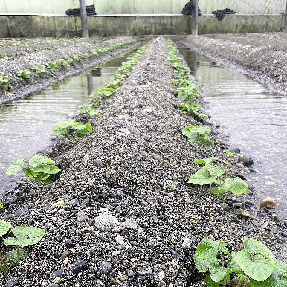 【安曇野産】本わさび芋(1本)+おろし金 「きまぐれなみだ」セット