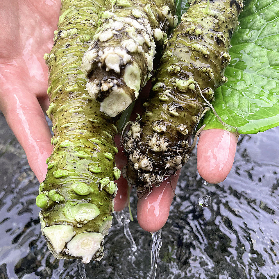 【安曇野産】本わさび芋(1本)+おろし金 「きまぐれなみだ」セット