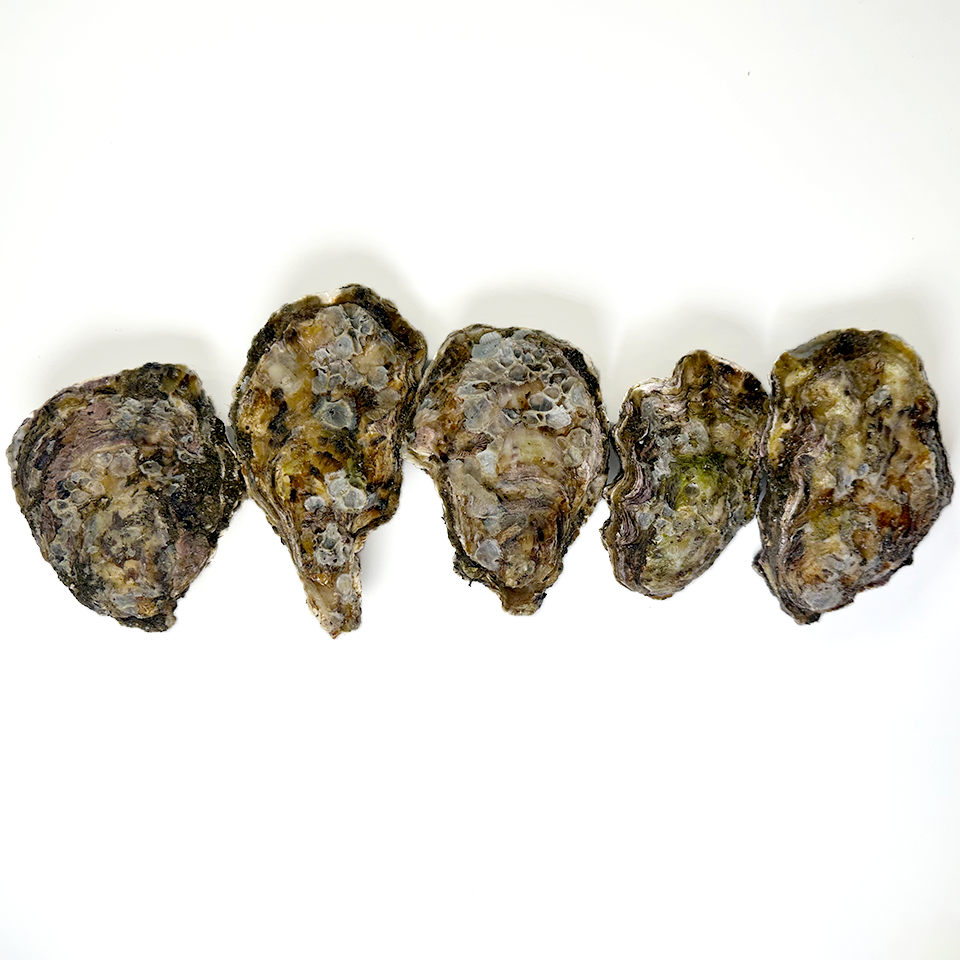 【広島県産】ガンガン焼き 冷凍牡蠣 2kg(軍手・ナイフ付)