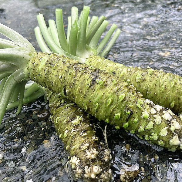 【安曇野産】本わさび芋（中サイズ）