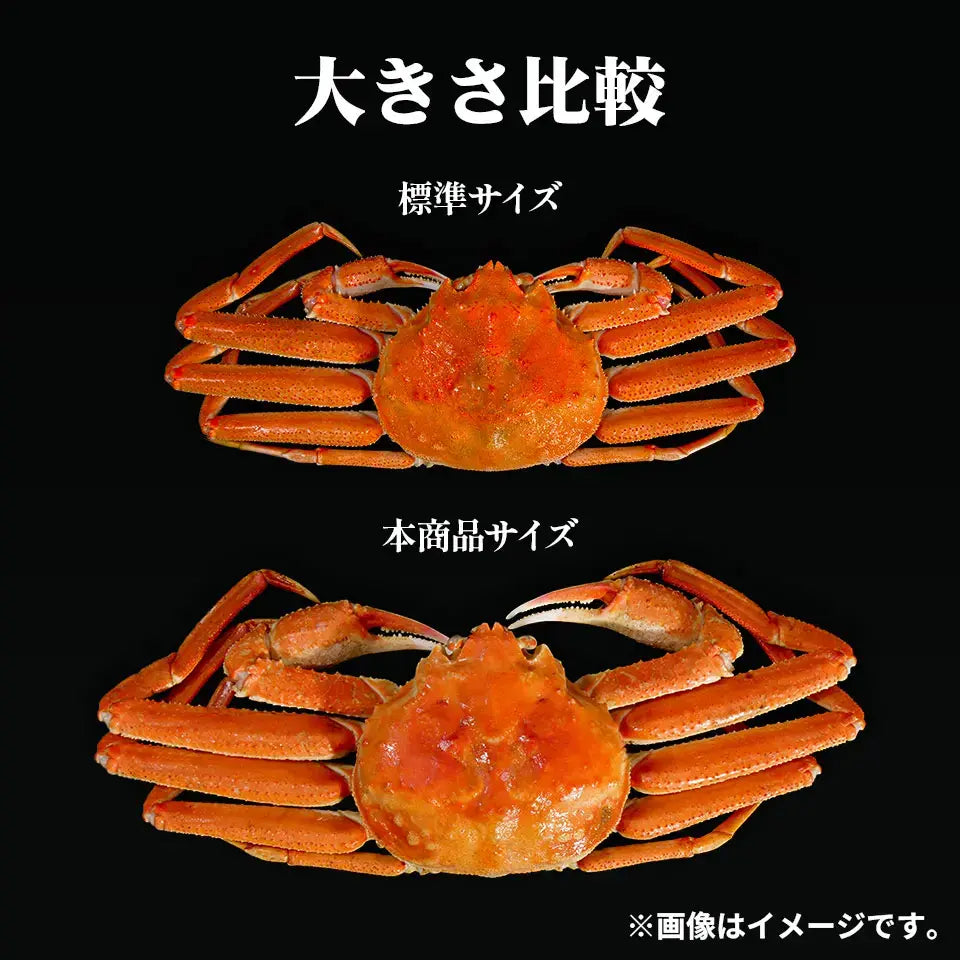 【北海道産】冷凍オオズワイガニ 1.5kg（3尾）