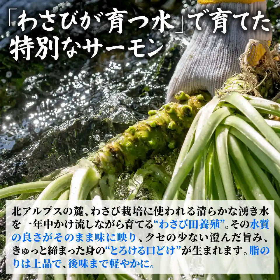 【安曇野産】雪解けわさび田サーモン 約400g